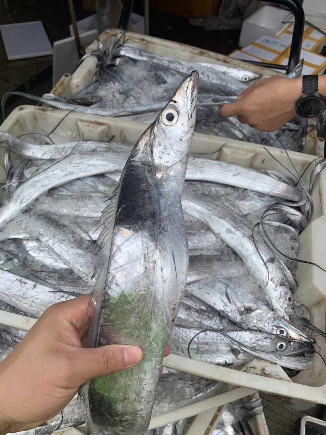 舟山雷达网带鱼4-6两/条 5斤装 购买联系工作人员改价格